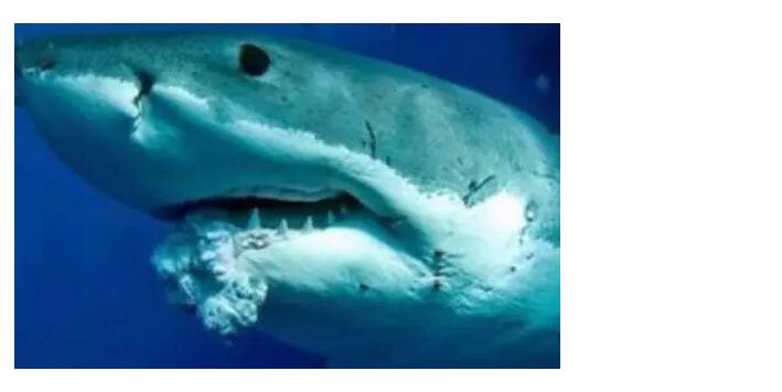 hjc888黄金城--手机版app官网